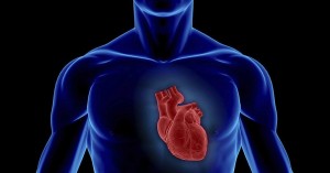 Human body with heart, with aorta ventricle, left atrium, right atrium, superior vena cava, inferior vena cava and artery, on black background. 